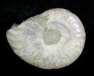 / Inch Silver Iridescent Ammonite #3678-1